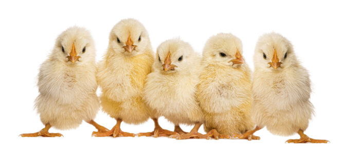 Group of cute yellow chicks standing close to each other on a white surface